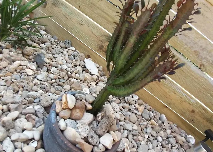 Casa de Férias Mexicana Fougere (Vendee)